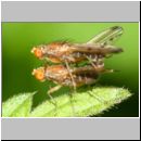 Opomyza florum - Saftfliege 01a 5mm Paarung Feuchtwiese.jpg